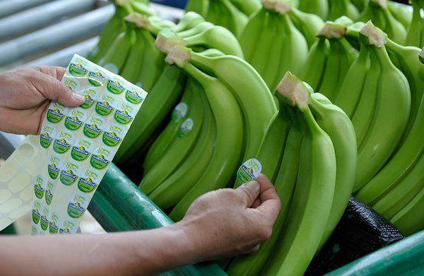 El ingreso del plátano orgánico peruano a Dubái ha sido catalogado de exitoso.