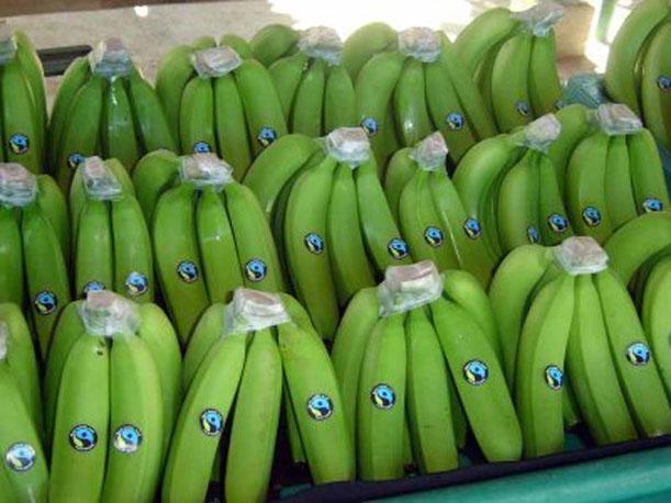 El banano orgánico piurano arribará próximamente al mercado holandés.