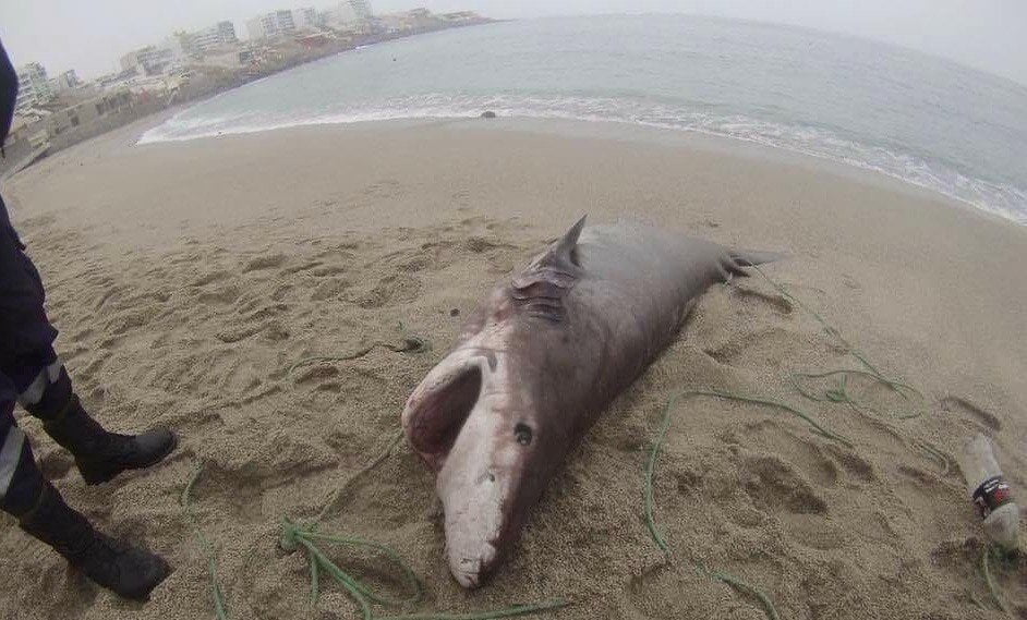 Enorme especie fue encontrado en playa caballeros y alertan sobre contaminación marina