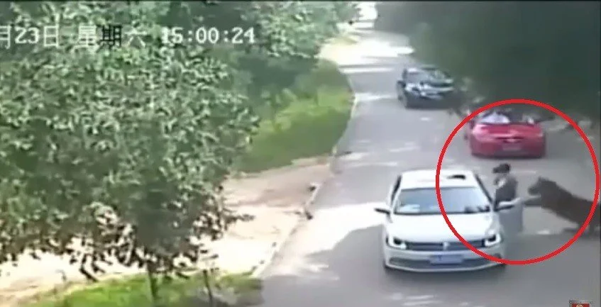 Un escalofríante video colgado en YouTube muestra el violento ataque de un tigre contra una mujer