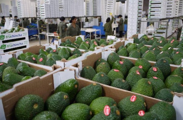 Los empresarios peruanos ya pueden exportar palta a la India.