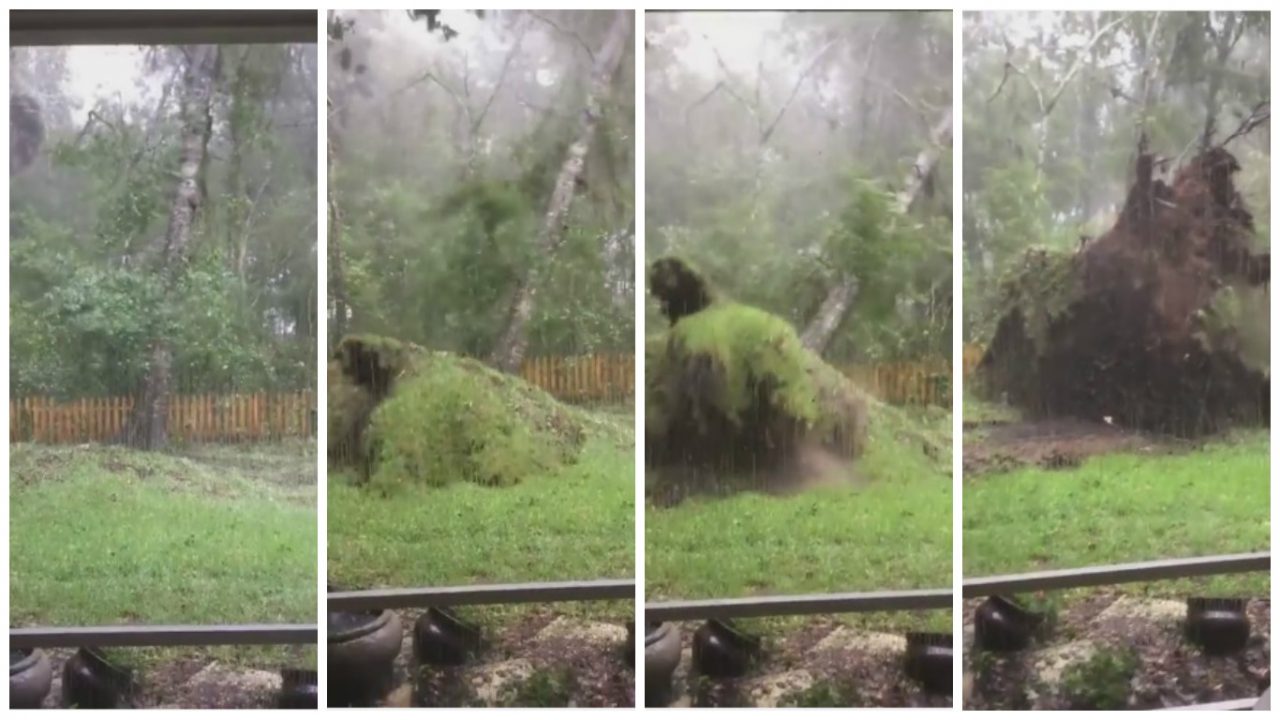 Impactante: huracán Matthew arrancó árbol de raiz [VIDEO]