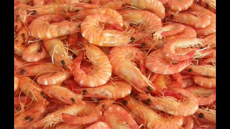 El langostino peruano aumentó levemente sus ventas en el exterior.