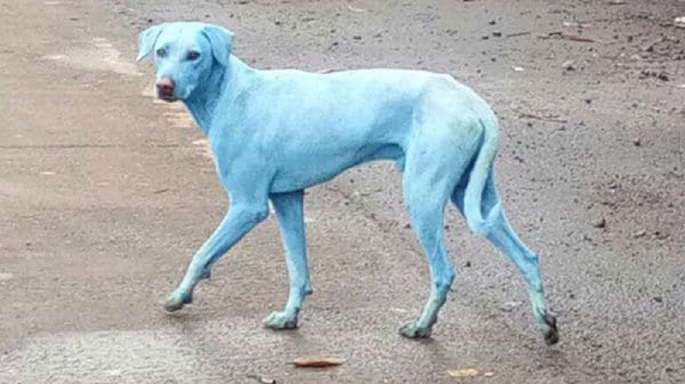 Revelaron el misterio de los perros azules de la India