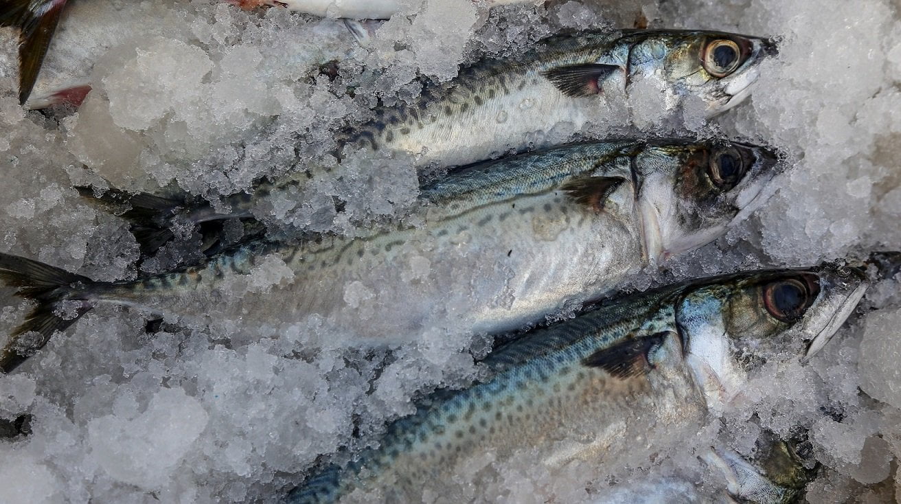 El pescado es un alimento sano