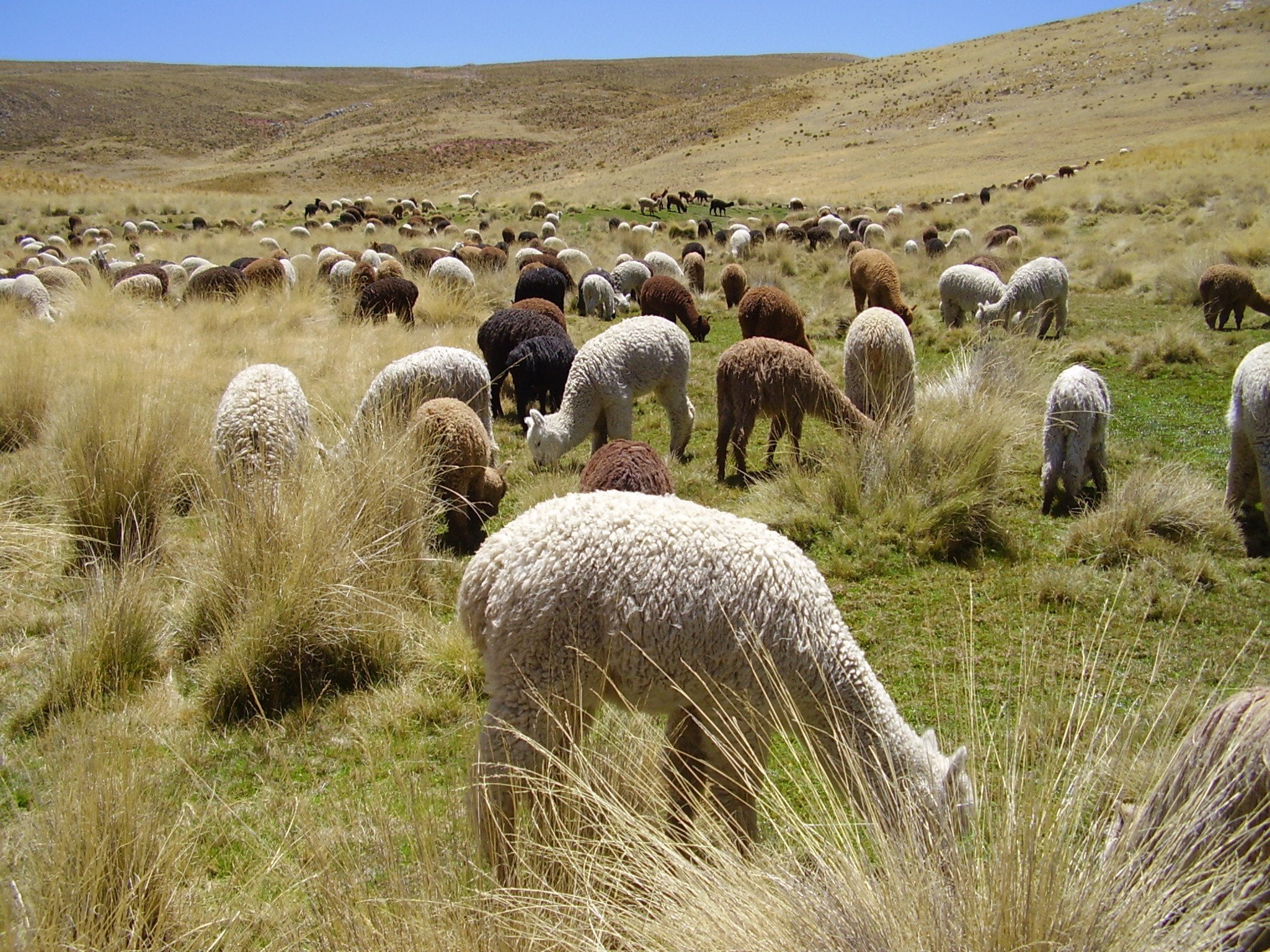 Exportaciones de la Alpaca