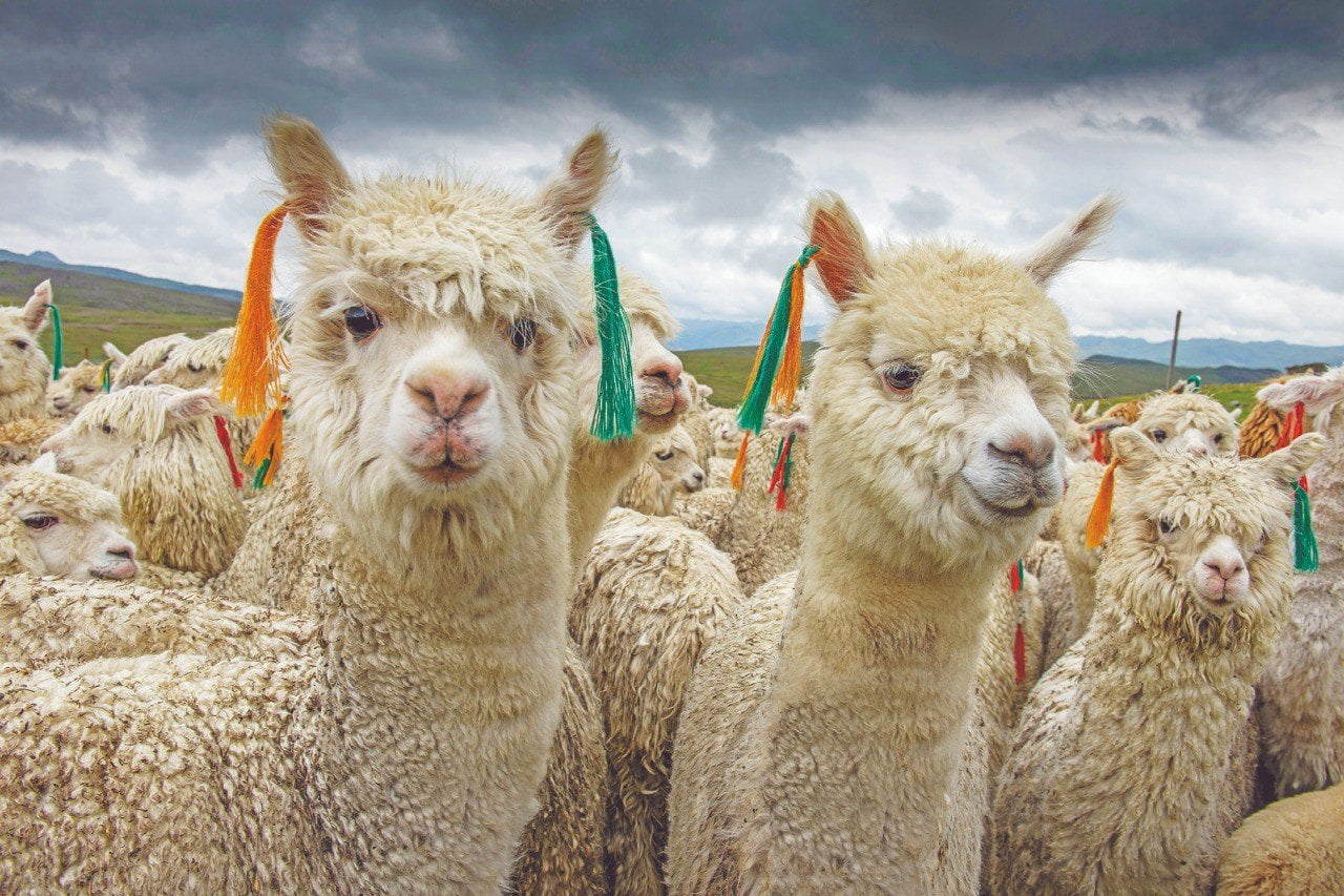 Exportaciones de la Alpaca