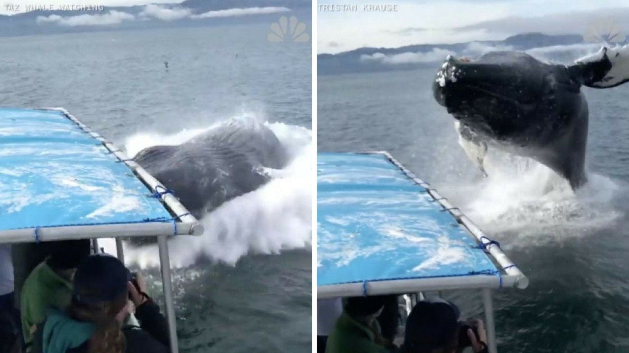 El terrible encuentro de turistas con ballenas jorobadas en Alaska