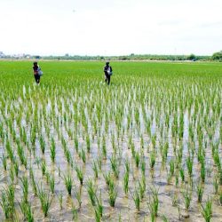 Importaciones de arroz caen 30% hasta agosto según Minagri