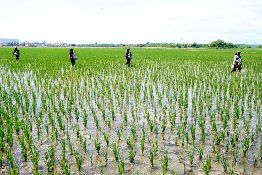 Minagri alerta de menor importación de arroz