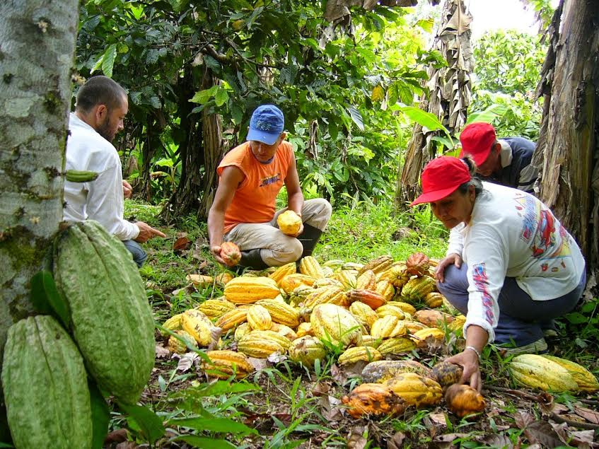 Agroexportación de cacao