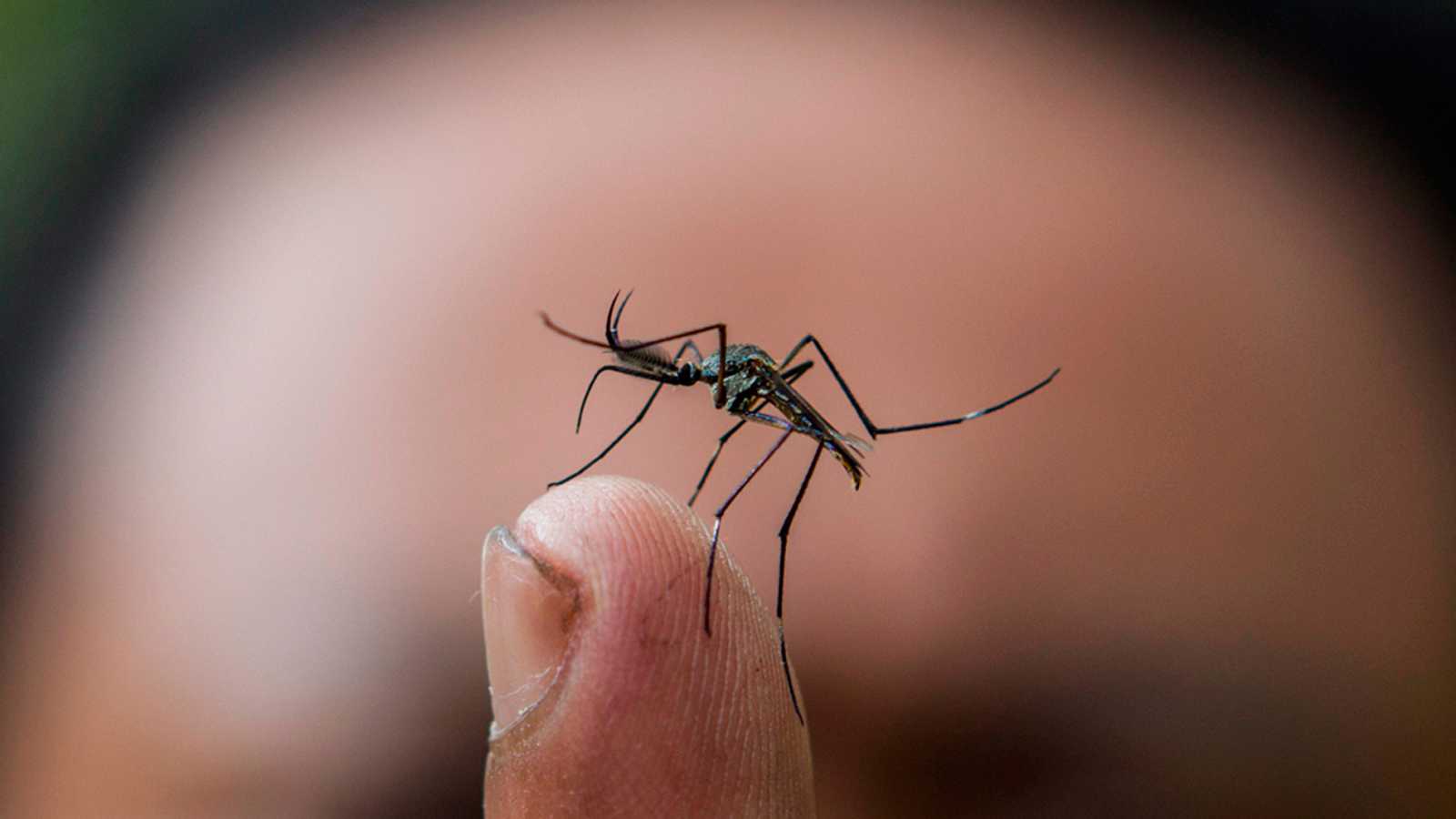 Alerta por mosquito trasmisor del dengue en el Perú