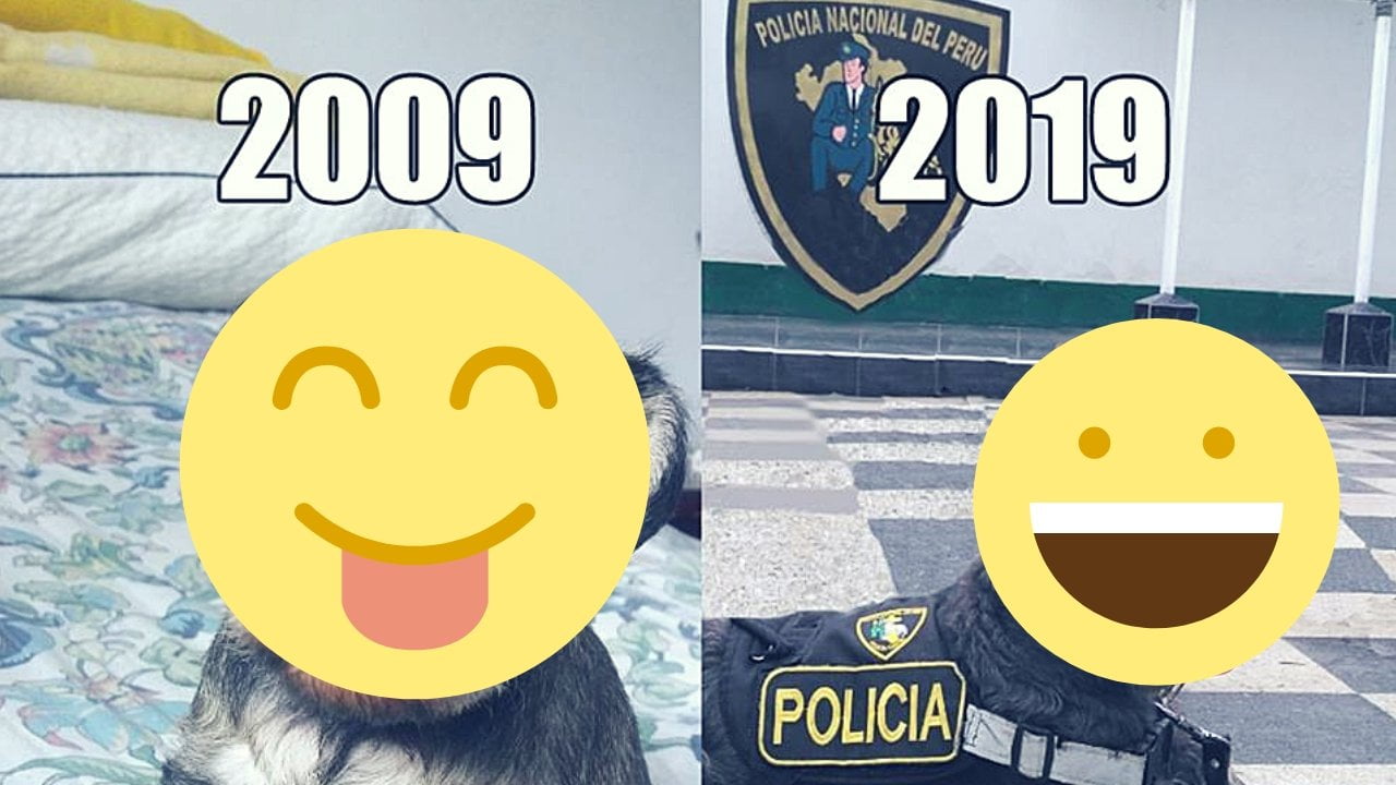 Perrita de la policía sorprende en Facebook con #10YearsChallenge