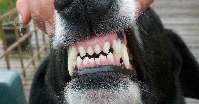 3 recomendaciones para mejorar la salud bucal de tu perro