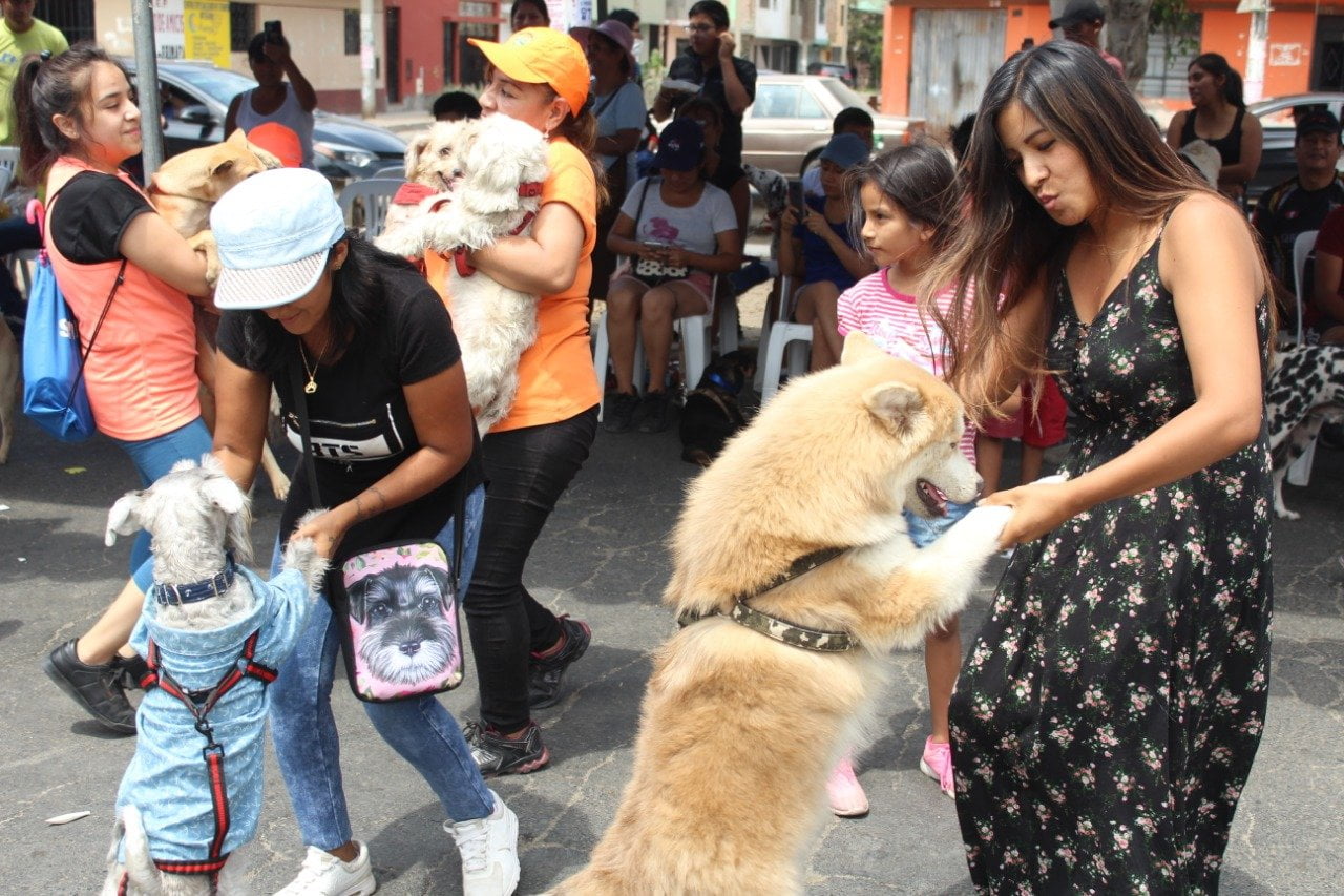 Más de 400 mascotas realizaron carrera canina en Comas