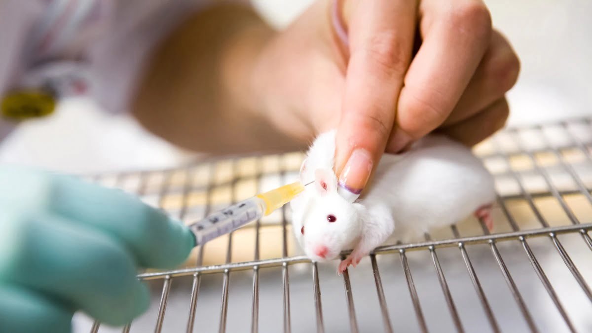 Proeza médica: Cáncer de páncreas es eliminado por completo en ratones