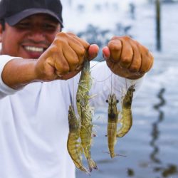 Tumbes tiene potencial para exportar langostinos a Brasil según Produce