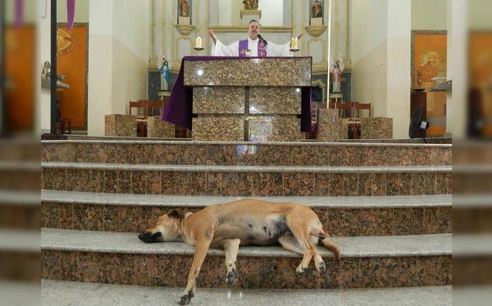 Sacerdote hizo misa a perros callejeros para que los adopten