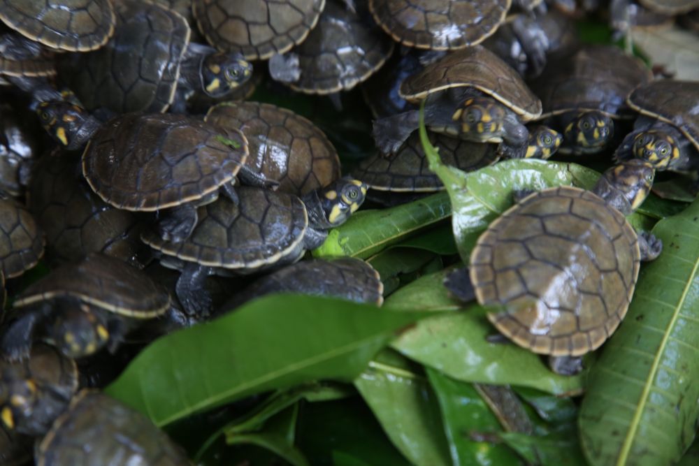 Liberan 6 mil taricayas en Primer Festival de Tortugas de Agua Dulce