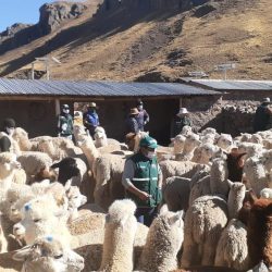 Día Nacional de la Alpaca: Implementan 2,985 cobertizos para proteger a camélidos
