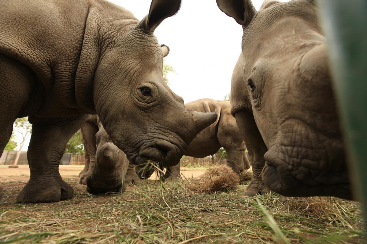 National Geographic celebra el Día Mundial del Rinoceronte con dos documentales