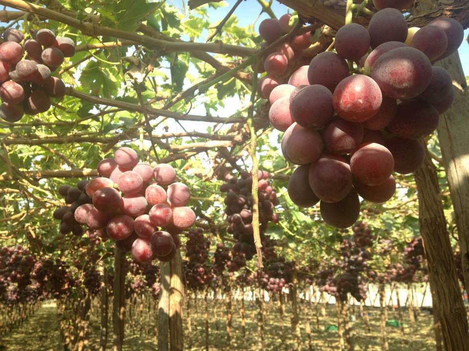 Plantaciones de uva
