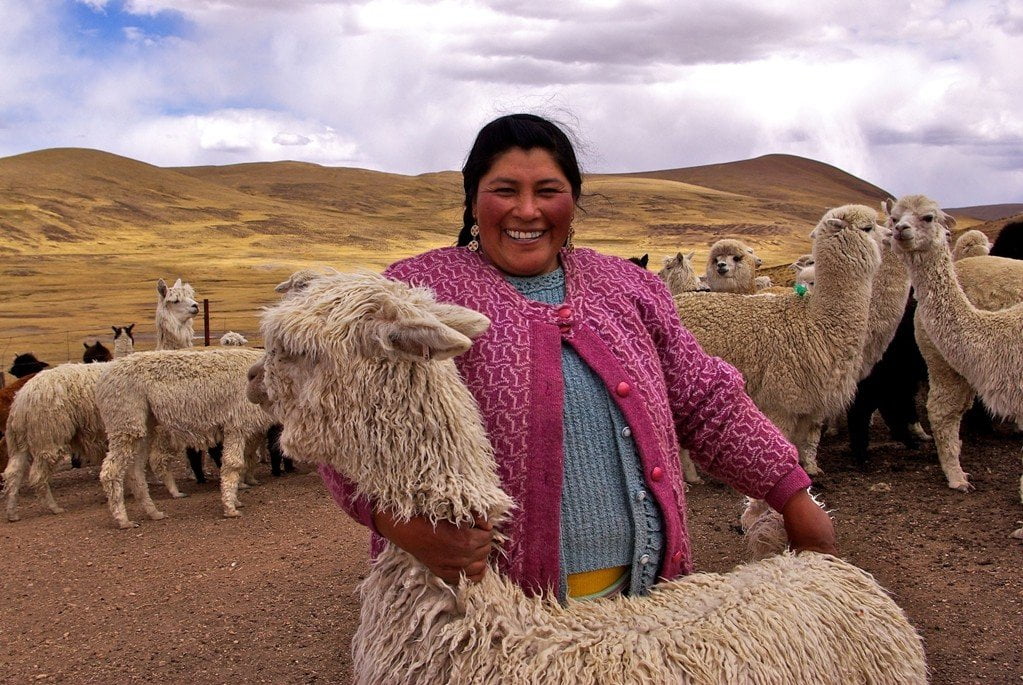 Mujer y alpacas