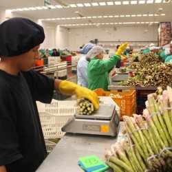 Adex alerta que restricción en horarios de vuelos de carga perjudicará comercio exterior