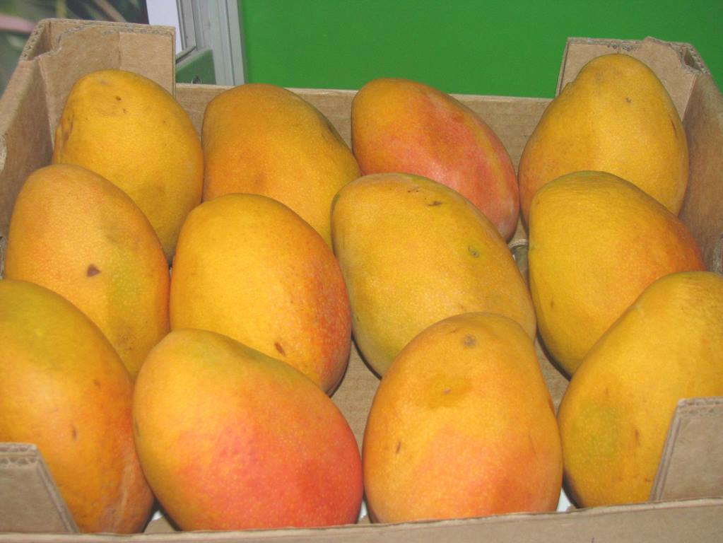 Mango