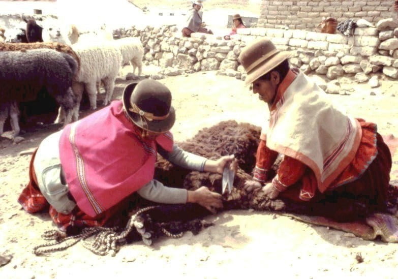 Mujer con alpacas