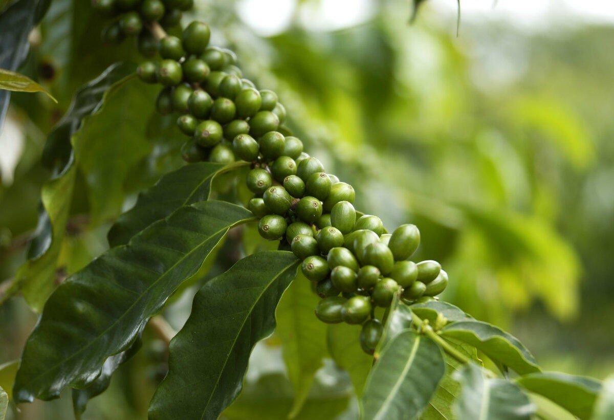 Café peruano de grano verde