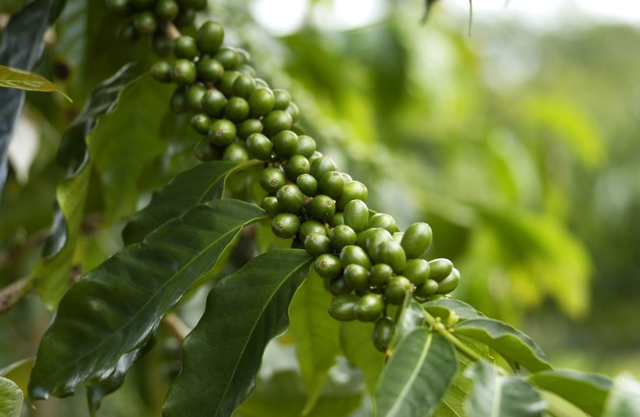 Café peruano de grano verde