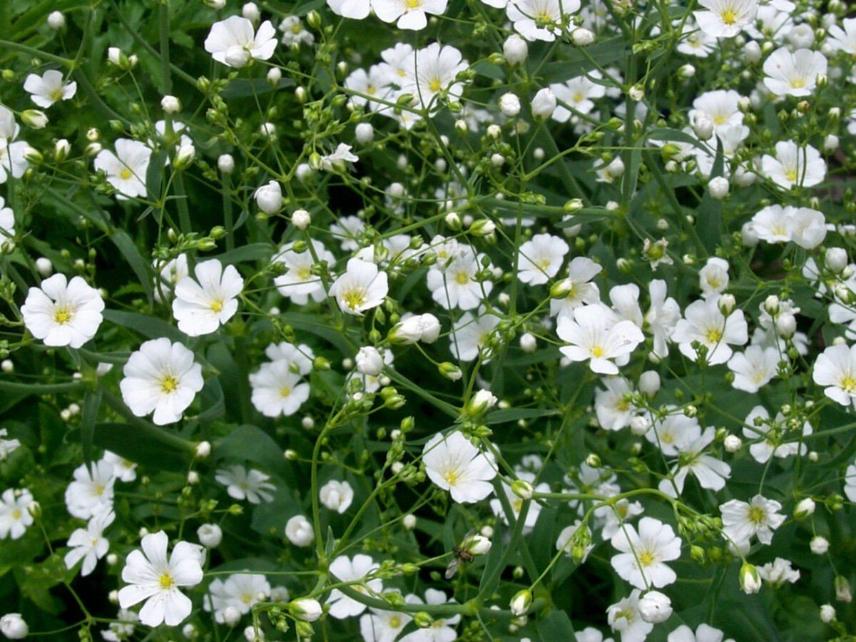 Exportación de Flores