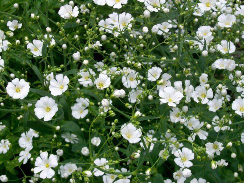 Exportación de Flores