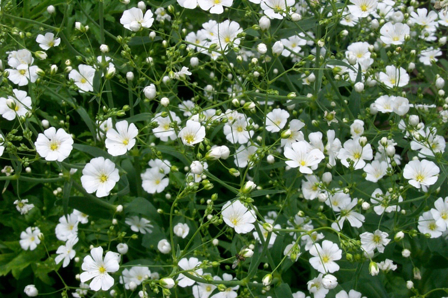 Exportación de Flores