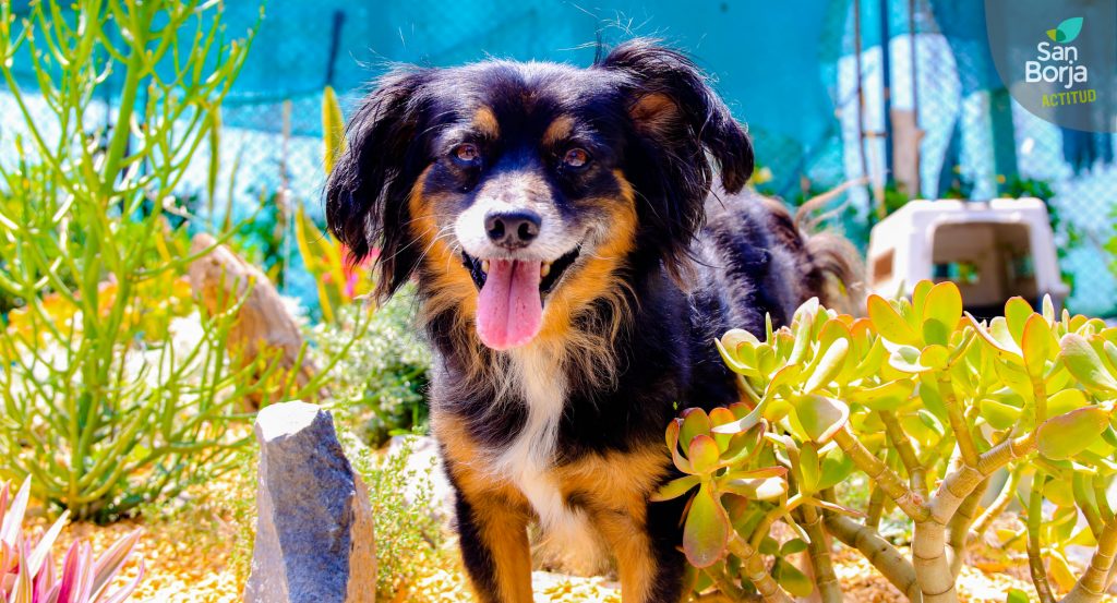 Perro en adopción