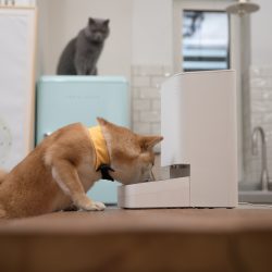 Xiaomi para gatos y perros: Conoce los nuevos productos inteligentes para mascotas