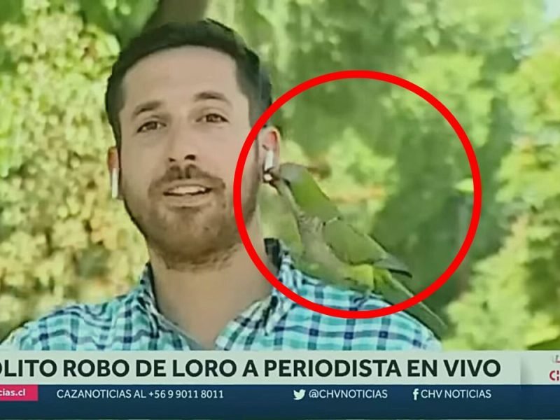 Loro roba audífono a reportero