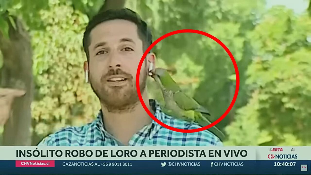 Loro roba audífono a reportero