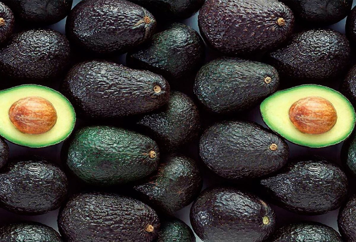 Palta Hass