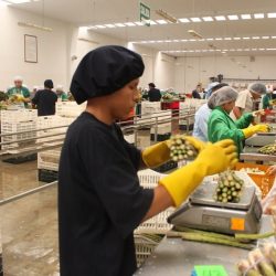 Adex reporta caída de empleos generados por el sector exportador tras protestas en Perú