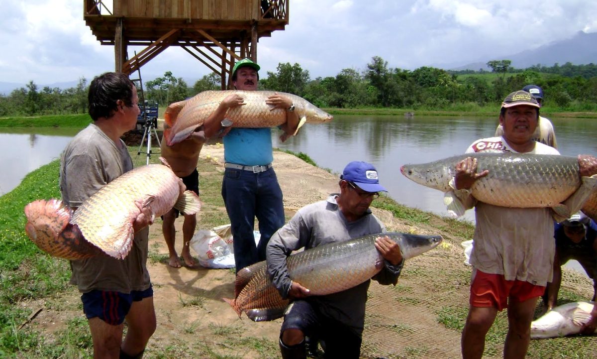 Exportaciones de Paiche