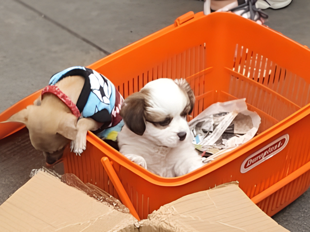 Condiciones de cachorros en venta en el Centro de Lima, 2024. Fuente: Alondra Norabuena