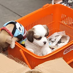 El comercio ilegal de perros en Lima: Una realidad oculta en las calles