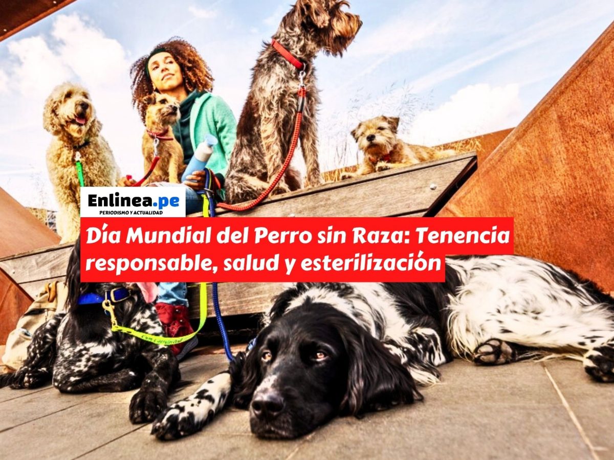 Día Mundial del Perro sin Raza: Tenencia responsable, salud preventiva y esterilización para evitar el abandono