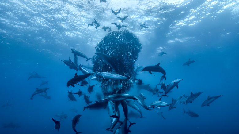 Océanos con David Attenborough: el nuevo llamado de National Geographic para salvar los mares llega a Disney+