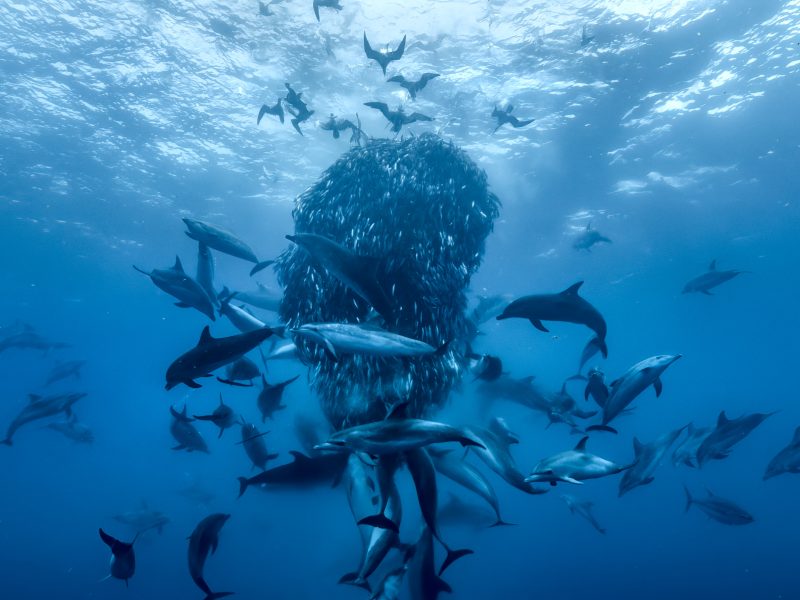 Océanos con David Attenborough: el nuevo llamado de National Geographic para salvar los mares llega a Disney+