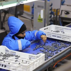Perú impulsa exportación de arándanos a Japón y busca aprobar protocolo fitosanitario